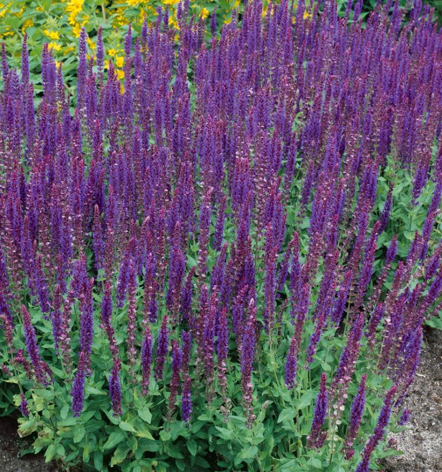 Salvia nemorosa 'West-Friesland'